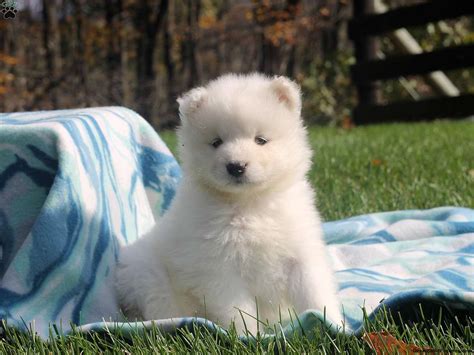 Samoyed Puppies For Sale | Phoenix, AZ #329105 | Petzlover