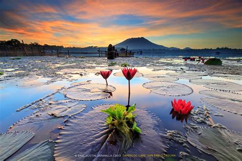 Sampaloc Lake - Sunrise | Water lilies painting, Sunrise lake, Plant ...