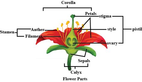 Draw And Label The Parts Of Ls Of Flower