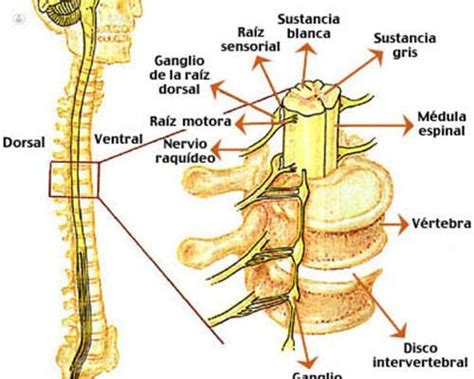 Cancer De Medula Osea Tiempo De Vida - CancerWalls