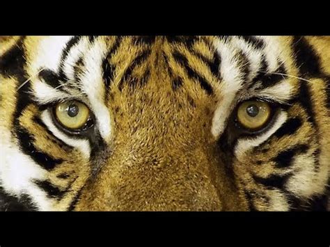 Tigre El Felino Mas Grande Del Mundo Youtube