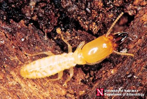 Subterranean Termites Department Of Entomology