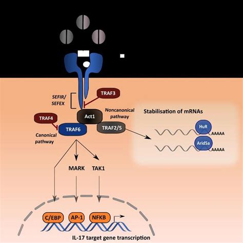 Il 17 Signalling Pathway Il 17 Binds The Heterodimeric Il 17ra And Download Scientific