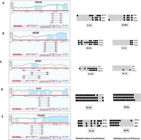 Validation Of Medip Seq Data By Bisulfite Sequencing A Total Of