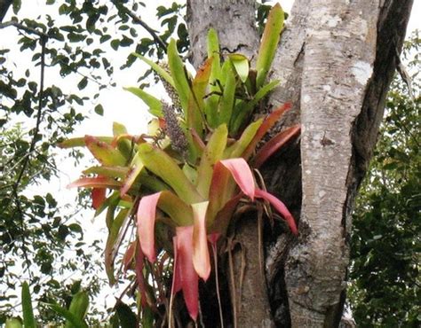 Aechmea Mexicana Plantas Comunes En Medellín · Naturalista Colombia