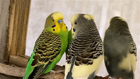 The Happy Budgie Singers Youtube