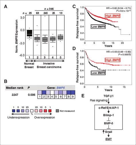 Bmp5 Expression Is Downregulated In Breast Cancer And Low Bmp5 Levels