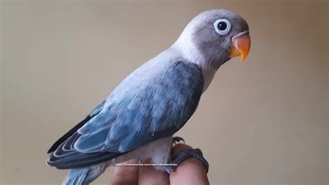 Lovebird Chick From Euwing Blue Opaline Female Blue Opaline Male