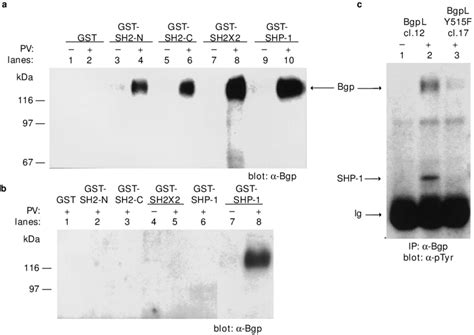 Binding Of Gst Shp Fusion Proteins To Bgp A Cell Lysate Proteins