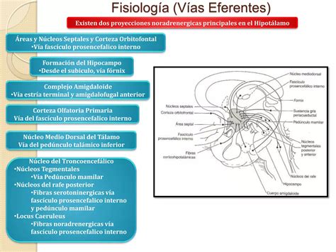 Generalidades Hipot Lamo E Hip Fisis Ppt