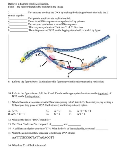 Solved Below Is A Diagram Of Dna Replication Fill In The