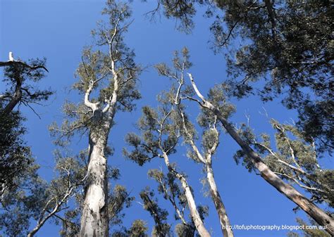 Tofu Photography Tall Eucalypt Trees Along The Murray River In Echuca