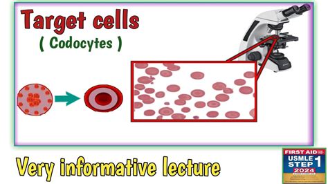 Target Cells Codocytes Morphology Of Red Blood Cells Hematology