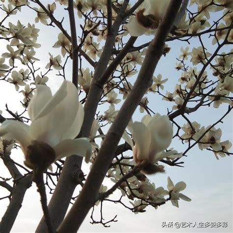 散文生命是一樹花開 每日頭條