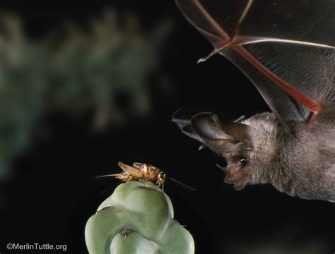 Inspiring Bat Conservation Through Photos Merlin Tuttles Bat Conservation