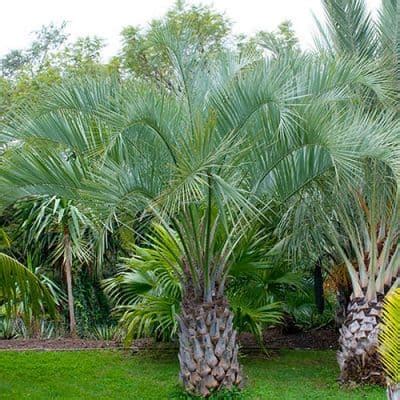 Butia Capitata Jelly Palm Trees Exotic Plants Online