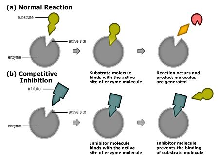 Enzyme Inhibition Definition Types Examples Lesson Study