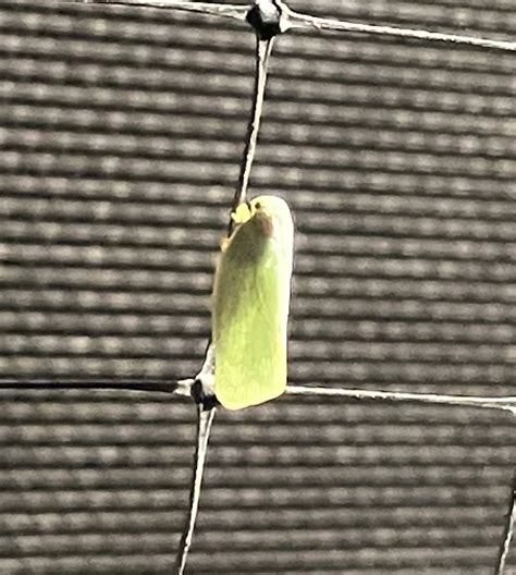 Northern Flatid Planthopper From Penn Ave Apalachin Ny On September