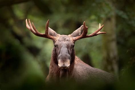 Moose Spirit Animal Symbolism And Meaning