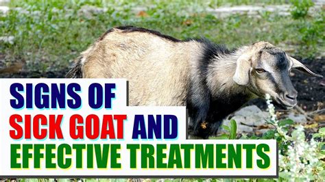 What Are The Signs Of A Sick Goat How To Treat It English