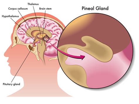 The Hypothalamus, Pituitary and Pineal Glands