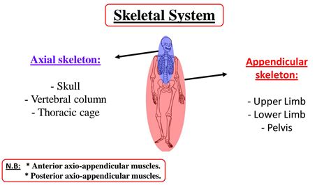 SOLUTION: 2 bones of upper limb bone markings names of joints - Studypool