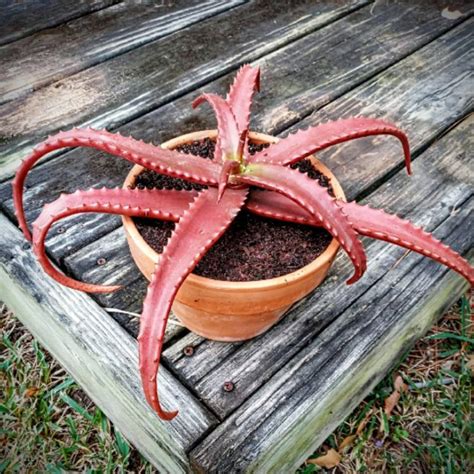 Aloe Cameronii Camerons Ruwari Aloe Uploaded By Txgardener