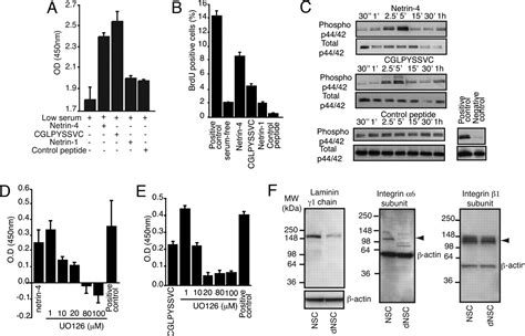 Discovery Of A Functional Protein Complex Of Netrin Laminin Chain