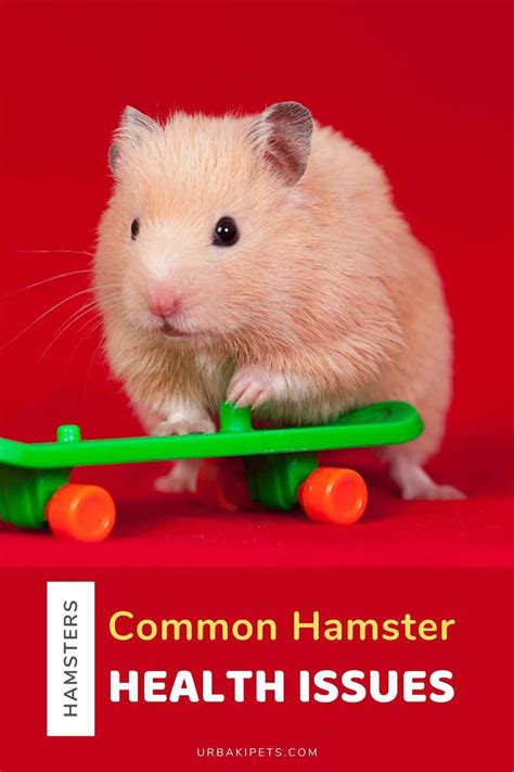 The Most Surprising Facts About Hamsters You Didn T Know Artofit