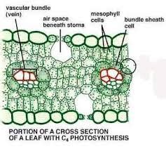 leaf-cross-section-photosynthesis-USAID-5-9-2020 | EarthSky