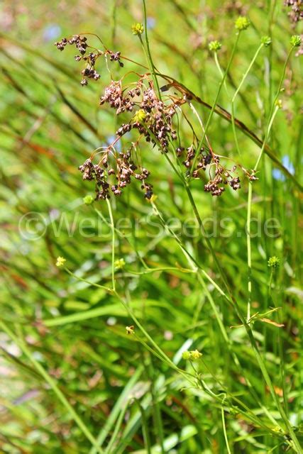 Luzula Sylvatica Grote Veldbies Zaden Kruiden Geneeskrachtige Planten