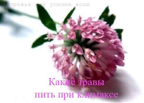 какие травы пить при климаксе | Трава, Траволечение, Целебные травы