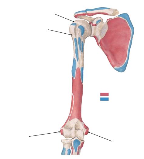 Humerus And Scapula Anterior View Bony Landmarks Diagram Quizlet