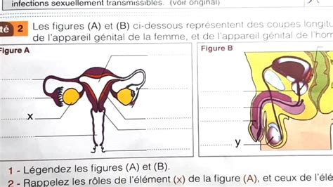 Univers documents SVT 2AC La reproduction chez l Homme Activité 1 et 2