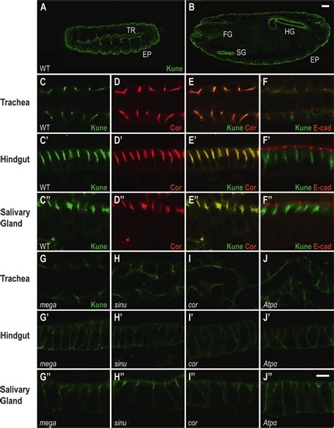 Kune Localizes To Septate Junctions In Primary Epithelia A B Kune