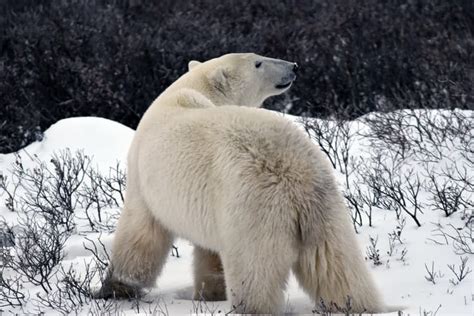 polar bear canada - Animals Around The Globe