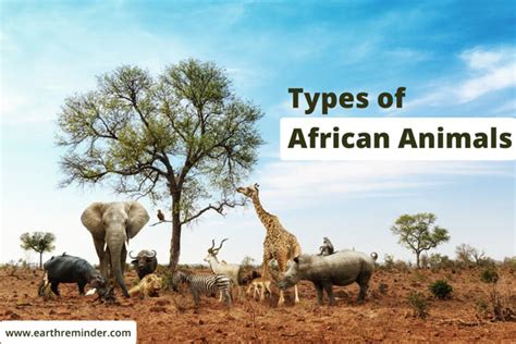 Types Of African Animals Most Popular Animals Earth Reminder