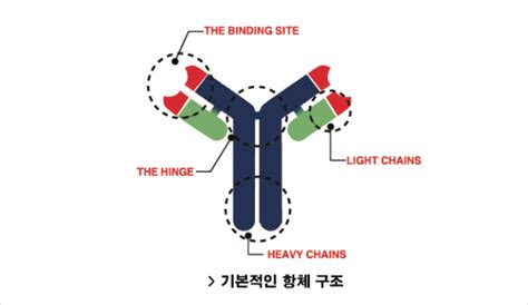 항체를 이용한 항암제 개발 암 연구와 미래기술 암정보교육관 서울대학교 암연구소