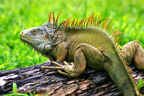 10 Fascinating Facts About Iguanas The Pet Blog Lady Celebrating