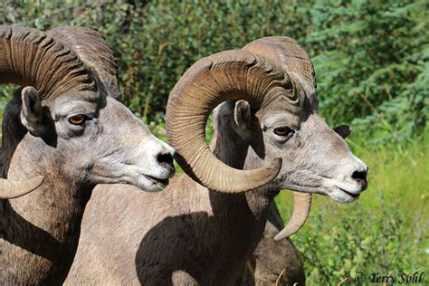 Bighorn Sheep Photos - Photographs - Pictures