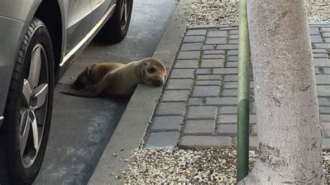 Sea Lion Pup Wanders the Streets of San Francisco - ABC News