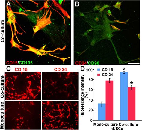 Confocal Images Of Stem Cell Marker Expression In HNSC And HMSC