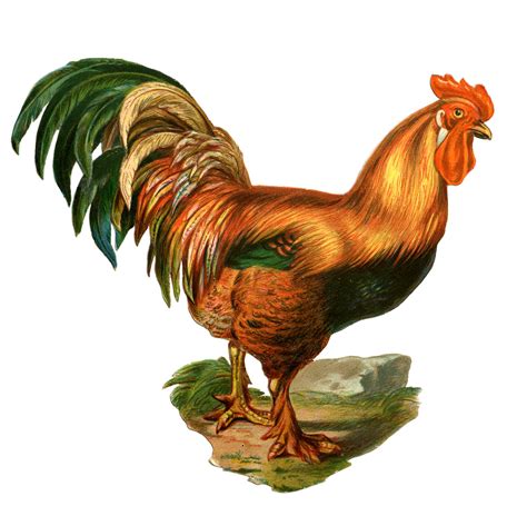 Chicken and rooster clipart kid - Clipartix