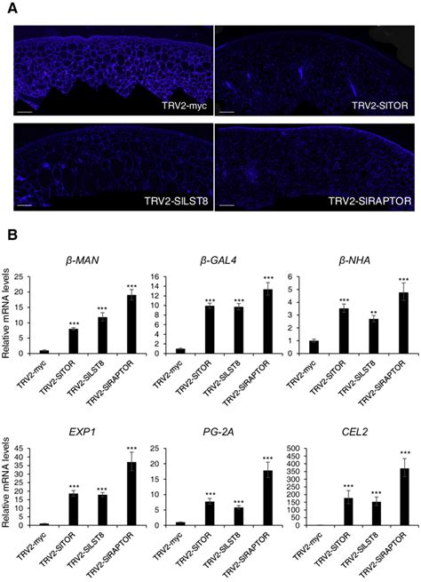 Modification Of Cell Walls In Tomato Fruits After Vigs Of Torc Genes