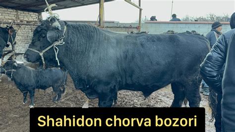 Shahidon Chorva Bozori Semiz Va Boqma Buqalari Youtube