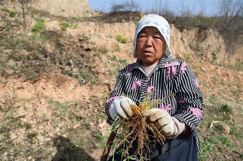 农村老奶奶在路边刨“苒苒草”它的名字多达36种，1斤15元奶奶老奶奶草根新浪新闻