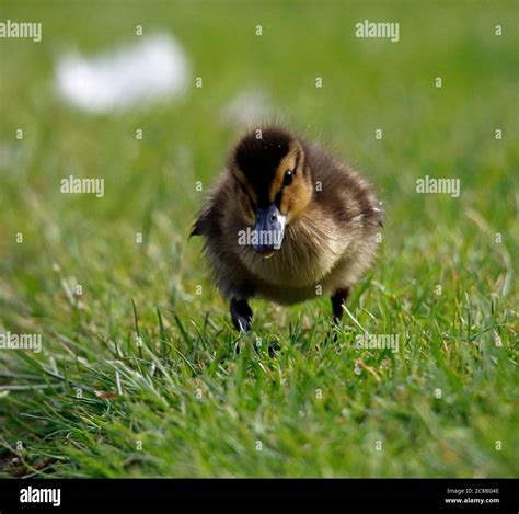 Ducklings Cute Hi Res Stock Photography And Images Alamy