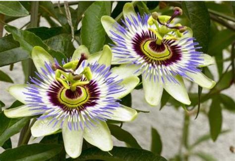 Ansia E Stress Rimedi Naturali Iperico Biancospino Passiflora E