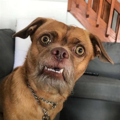 Bacon the Dog Instagram, Chihuahua Mix with Expressive Face