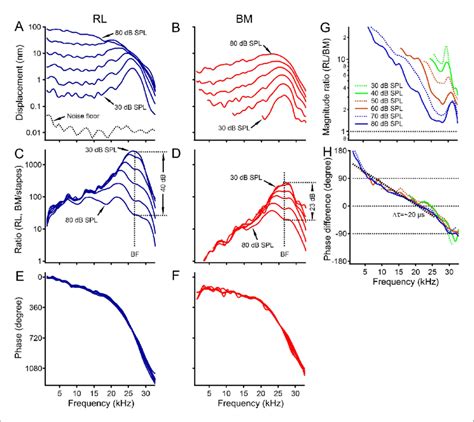 The Reticular Lamina And Basilar Membrane Vibration In A Sensitive